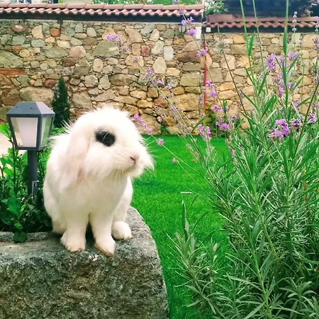 боримечковата къща 3*