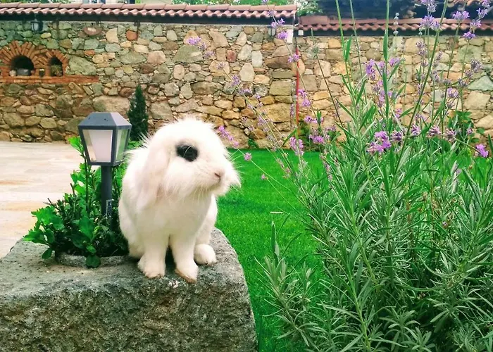 боримечковата къща 3*