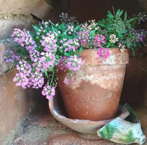 боримечковата къща Affittacamere